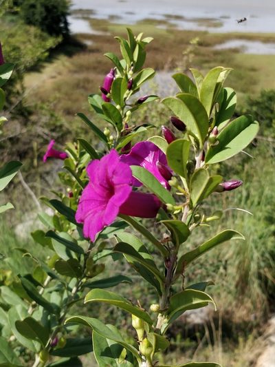 Argyreia cuneata, photographed by Suhel Quader
