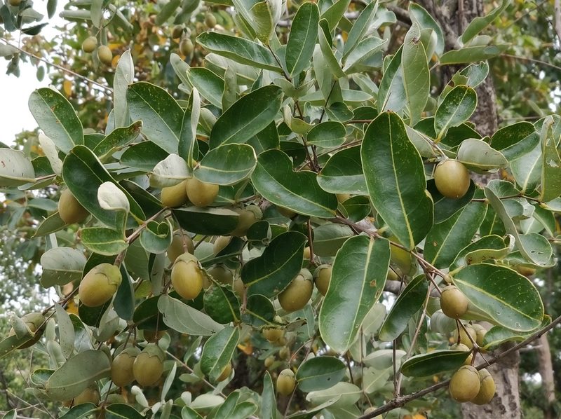 Lagerstroemia parviflora, photographed by Suhel Quader