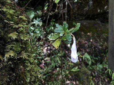 Lysionotus pauciflorus, photographed by Cheng-Tao Lin