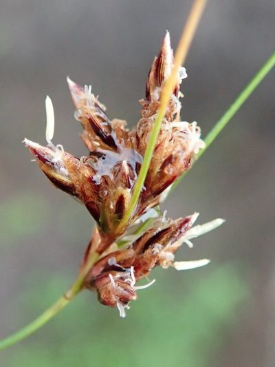 Ficinia fascicularis, photographed by Nicola van Berkel