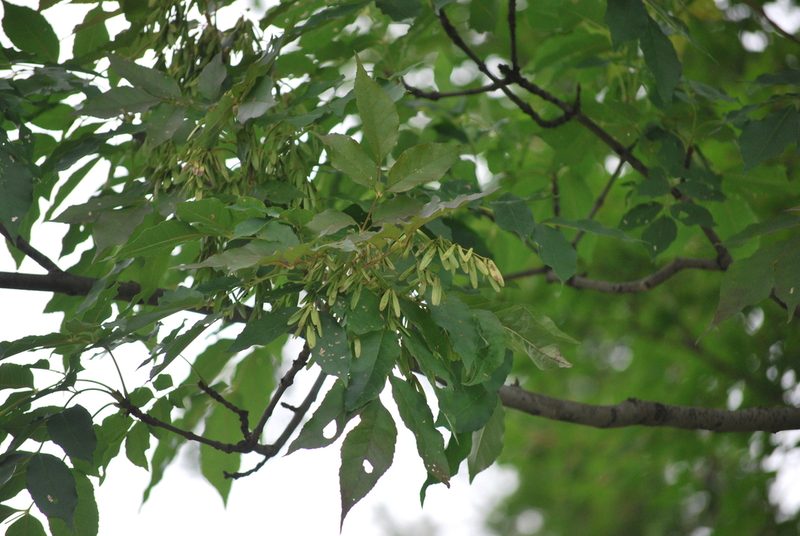 Fraxinus chinensis, photographed by Andy Kleinhesselink
