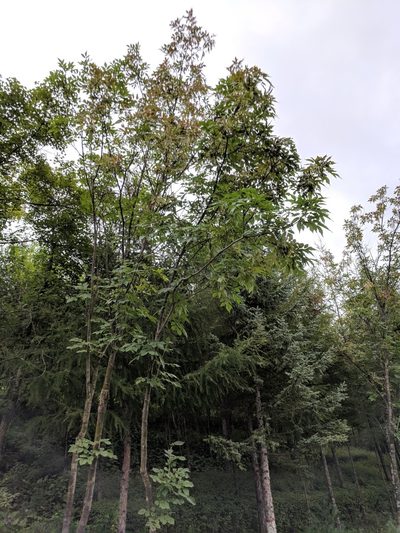 Fraxinus chinensis, photographed by Andy Kleinhesselink