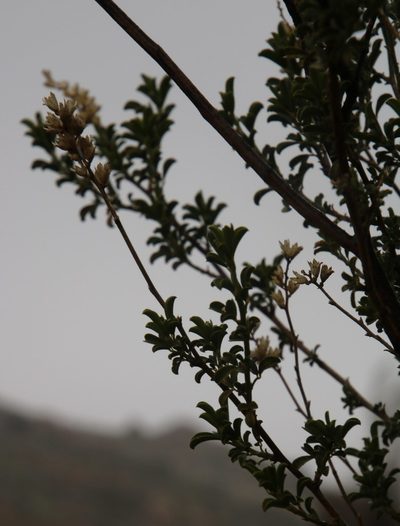 Psoralea arborescens, photographed by Tony Rebelo