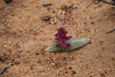 Lachenalia carnosa, photographed by Tony Rebelo