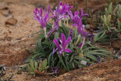 Babiana curviscapa, photographed by Tony Rebelo