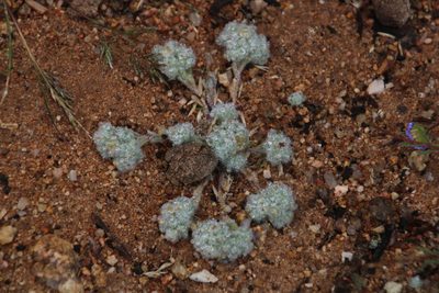 Lasiopogon micropoides, photographed by Tony Rebelo
