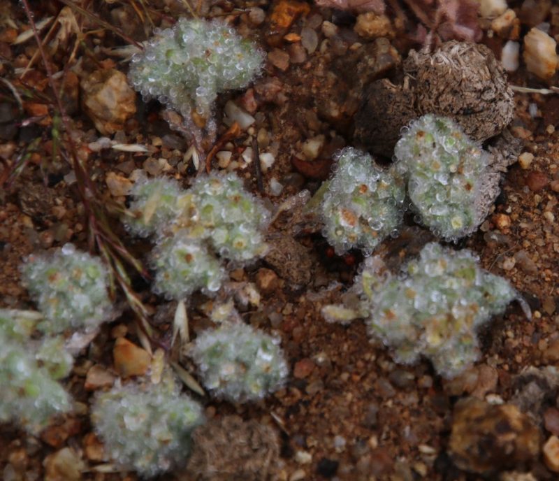 Lasiopogon micropoides, photographed by Tony Rebelo