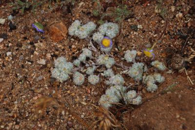 Lasiopogon micropoides, photographed by Tony Rebelo
