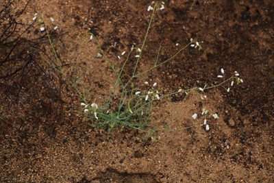 Heliophila seselifolia, photographed by Tony Rebelo