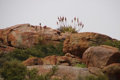 Aloe khamiesensis, photographed by Tony Rebelo
