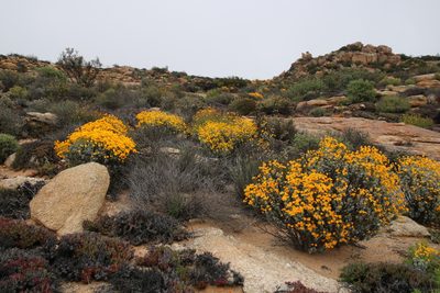 Euryops dregeanus, photographed by Tony Rebelo