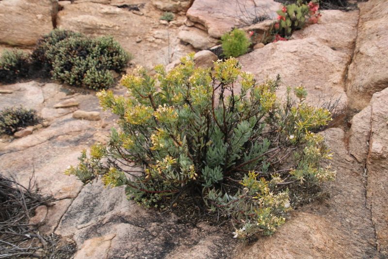Lopholaena cneorifolia, photographed by Tony Rebelo