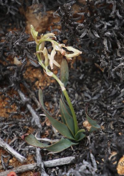 Chlorophytum crassinerve, photographed by Tony Rebelo