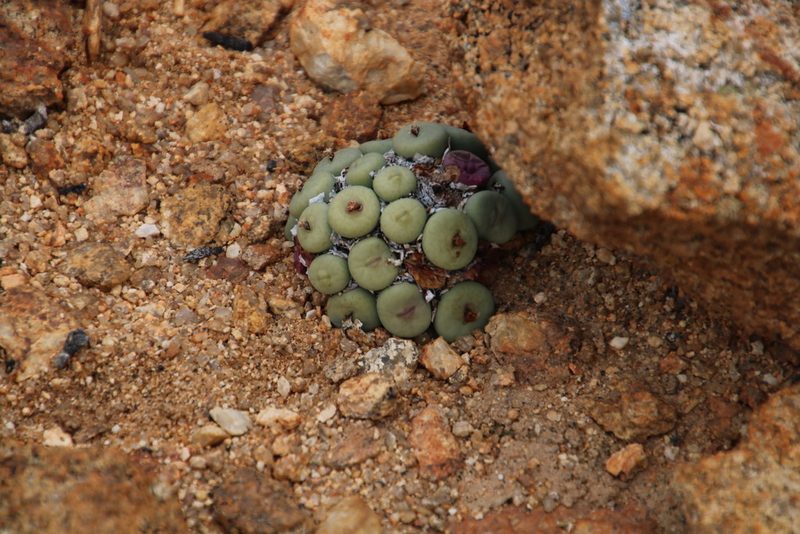 Conophytum pageae, photographed by Tony Rebelo