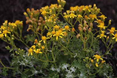 Cineraria alchemilloides, photographed by Tony Rebelo