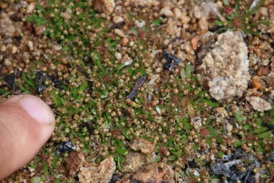 Pharnaceum subtile, photographed by Tony Rebelo