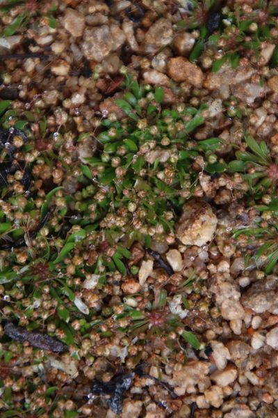 Pharnaceum subtile, photographed by Tony Rebelo