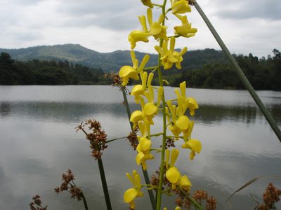 Eulophia angolensis, photographed by Brian Dickerson