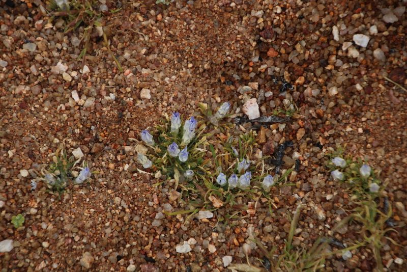 Wahlenbergia acaulis, photographed by Tony Rebelo