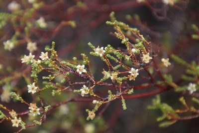 Diosma ramosissima, photographed by Tony Rebelo