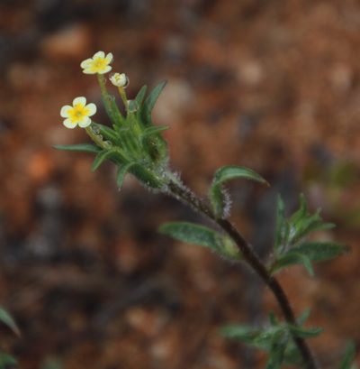 Zaluzianskya benthamiana, photographed by Tony Rebelo