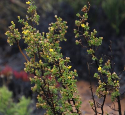 Euryops multifidus, photographed by Tony Rebelo
