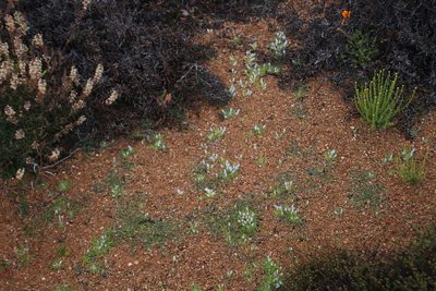 Wahlenbergia acaulis, photographed by Tony Rebelo