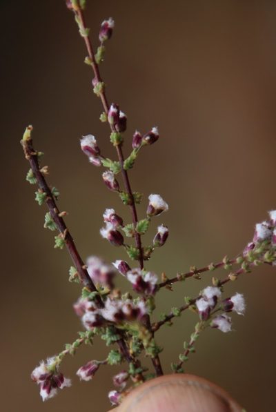 Eriocephalus microcephalus, photographed by Tony Rebelo