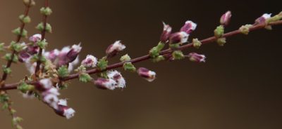 Eriocephalus microcephalus, photographed by Tony Rebelo