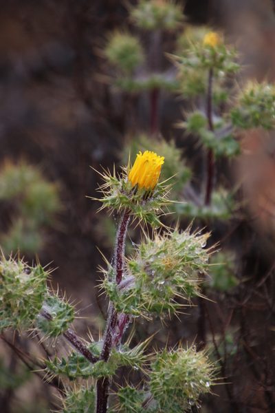 Berkheya spinosissima, photographed by Tony Rebelo