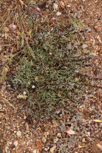 Ifloga polycnemoides, photographed by Tony Rebelo