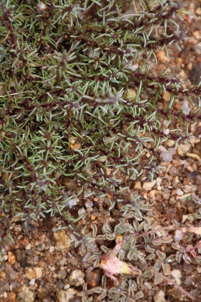 Ifloga polycnemoides, photographed by Tony Rebelo