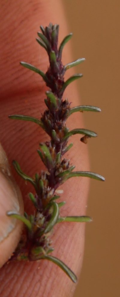 Ifloga polycnemoides, photographed by Tony Rebelo