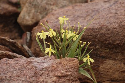 Moraea schlechteri, photographed by Tony Rebelo