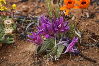 Babiana curviscapa, photographed by Tony Rebelo