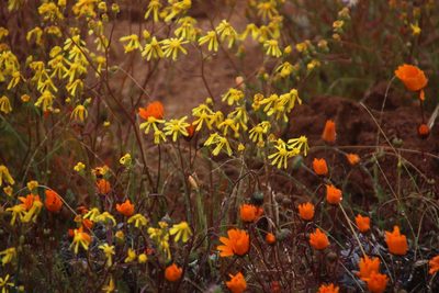 Ursinia calenduliflora, photographed by Tony Rebelo