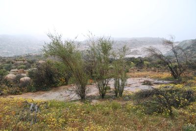 Psoralea arborescens, photographed by Tony Rebelo
