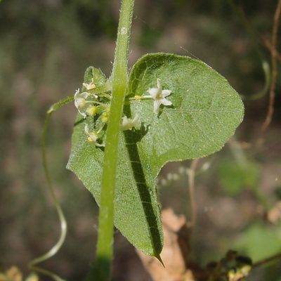 Sicyosperma gracile, photographed by Sue Carnahan