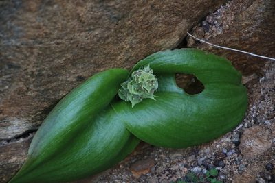 Whiteheadia bifolia, photographed by Tony Rebelo