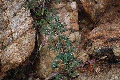 Oxalis comosa, photographed by Tony Rebelo