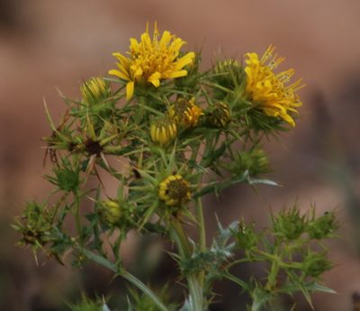 Berkheya canescens, photographed by Tony Rebelo