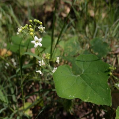 Echinopepon wrightii, photographed by Sue Carnahan