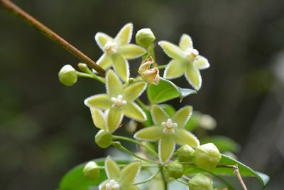 Vailia anomala, photographed by Neptalí Ramírez Marcial