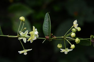Vailia anomala, photographed by Neptalí Ramírez Marcial