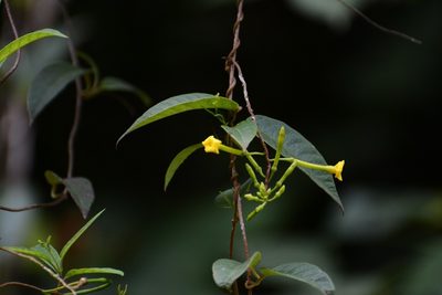 Mandevilla tubiflora, photographed by Neptalí Ramírez Marcial
