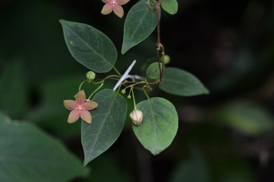Ruehssia sumiderensis, photographed by Neptalí Ramírez Marcial