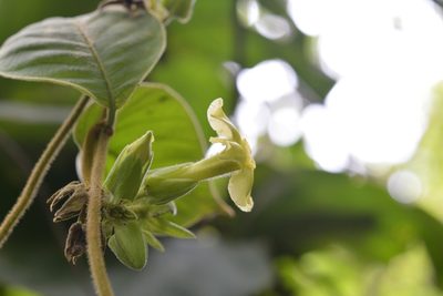 Prestonia mexicana, photographed by Neptalí Ramírez Marcial