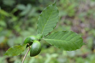Tabernaemontana hannae, photographed by Neptalí Ramírez Marcial