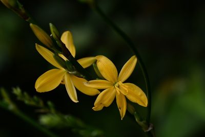 Echeandia breedlovei, photographed by Neptalí Ramírez Marcial