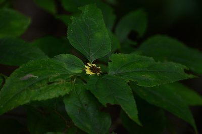 Philactis zinnioides, photographed by Neptalí Ramírez Marcial